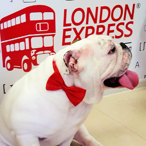 Пять новых школ London Express!